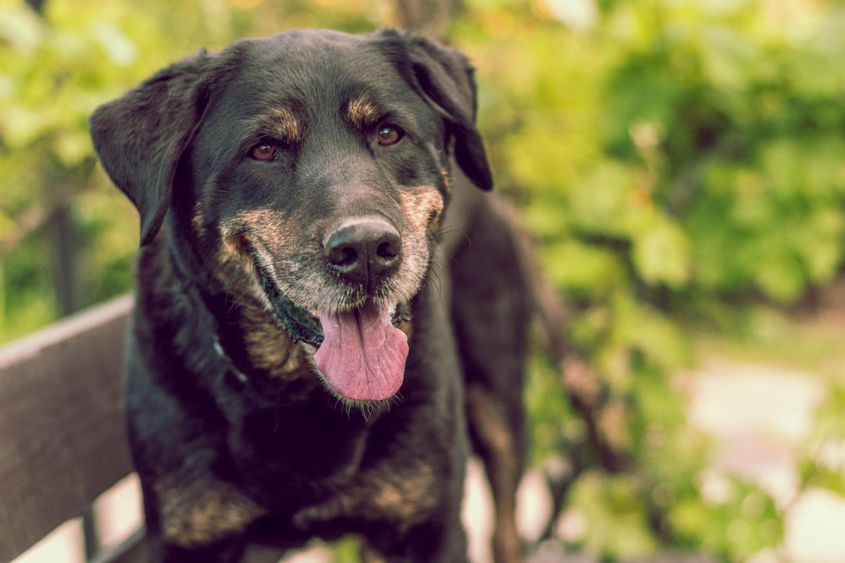 découvrez nos astuces et conseils pour voyager avec votre animal de compagnie. que vous cherchiez des hébergements, des destinations ou des activités adaptées aux animaux, retrouvez tout ce qu'il faut savoir pour des vacances inoubliables avec votre fidèle compagnon.