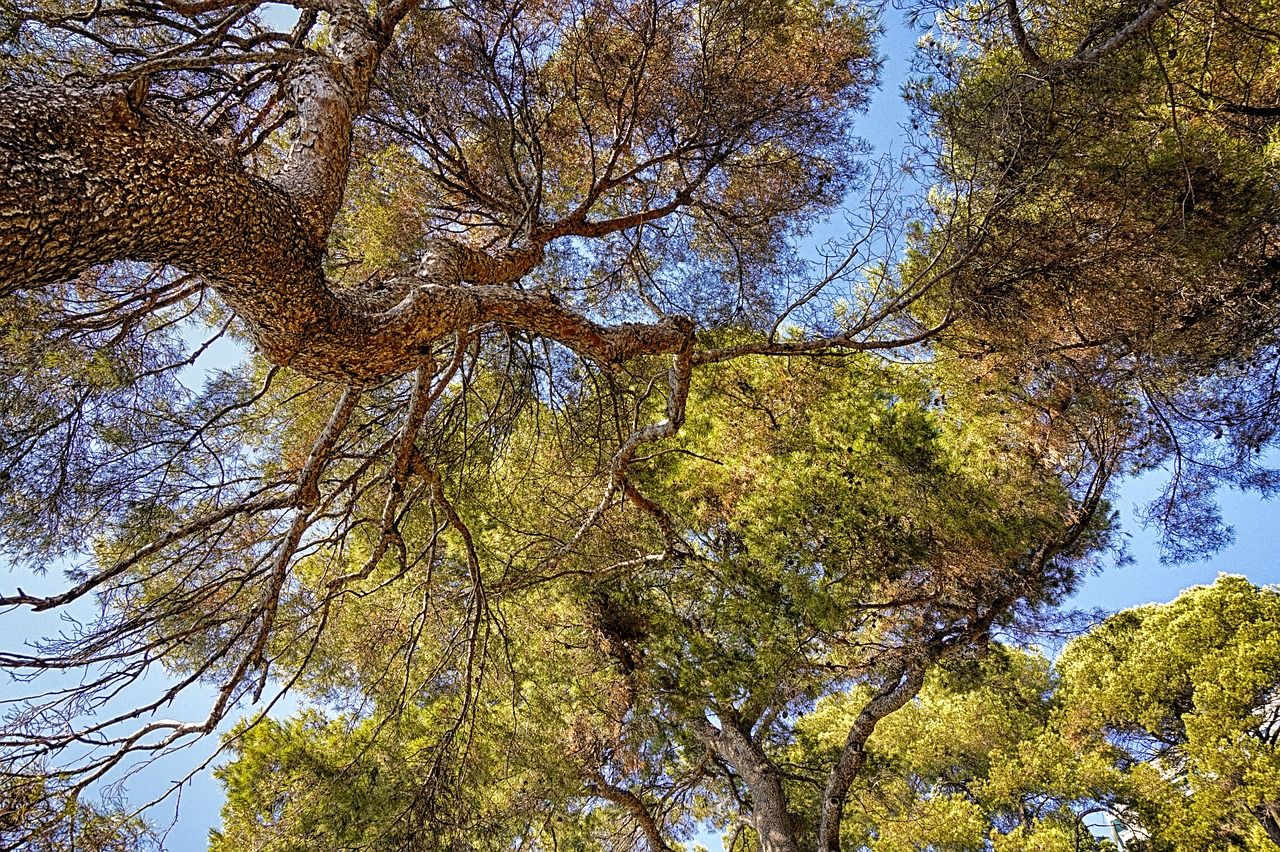 découvrez le tourisme durable : une approche respectueuse de l'environnement et des cultures locales. explorez des destinations qui préservent la biodiversité tout en offrant des expériences enrichissantes et responsables.