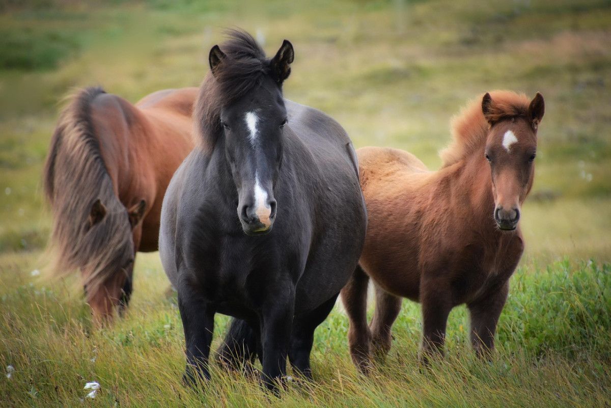 découvrez l’islande, une île unique aux paysages spectaculaires, entre volcans, geysers, cascades et aurores boréales. partez à l’aventure dans une nature sauvage et explorez les merveilles naturelles de ce pays nordique fascinant.