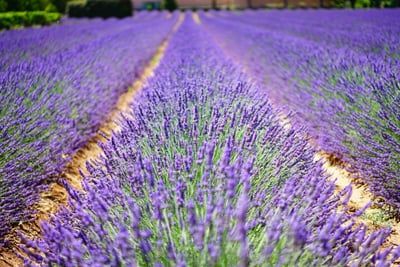 Saint-Parthem : Entre héritage culturel, délices culinaires et vues imprenables, vivez une expérience inoubliable au cœur de la Provence