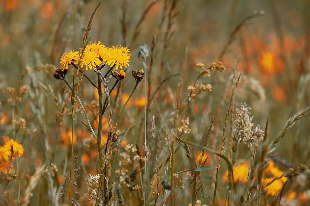 Découvrir les fleurs sauvages lors de vos balades