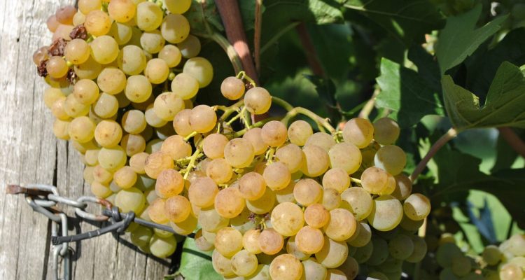 découvrez l'art de la culture de la vigne : techniques, conseils pratiques et secrets pour des raisins de qualité. plongez dans l'univers fascinant de la viticulture et apprenez à maîtriser chaque étape, du choix des cépages à la récolte.