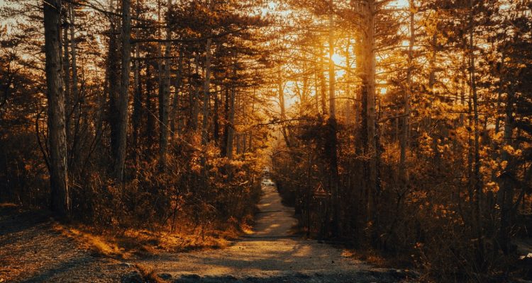 découvrez les nombreux bienfaits de la randonnée : amélioration de la santé physique, réduction du stress, renforcement des liens sociaux et connexion à la nature. explorez comment cette activité accessible à tous peut transformer votre bien-être.