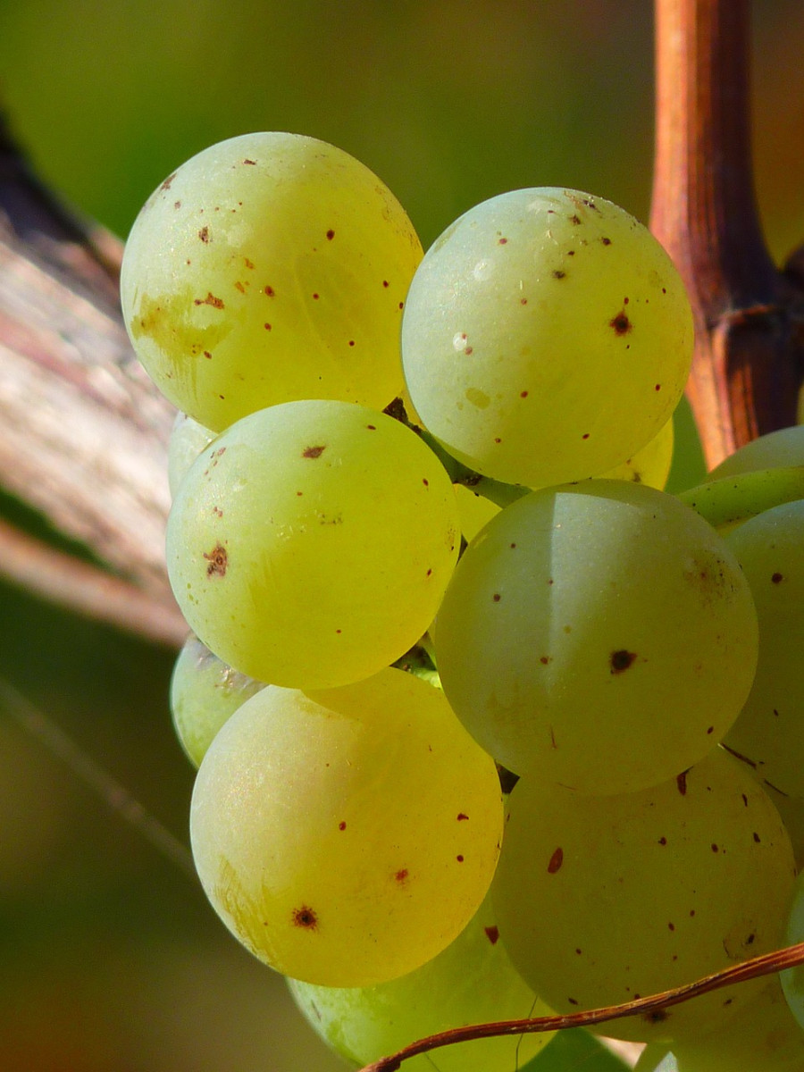 découvrez les meilleures pratiques pour la culture du raisin, des variétés de cépages à la récolte, en passant par les techniques d'entretien et de fertilisation. optimisez votre production viticole grâce à nos conseils d'experts.