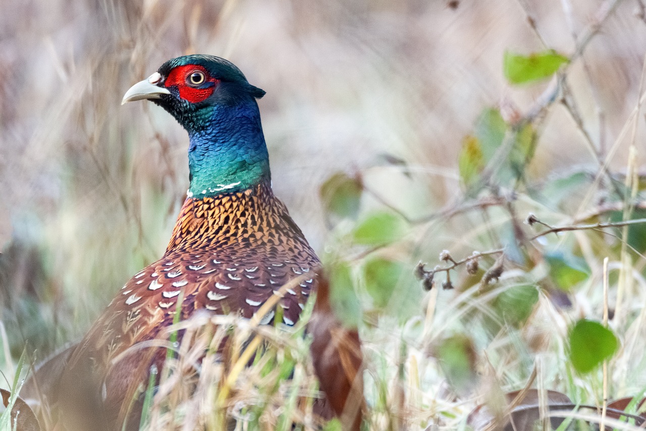 découvrez le fascinant monde du birdwatching, une activité passionnante qui vous permet d'observer et de photographier les oiseaux dans leur habitat naturel. apprenez à identifier différentes espèces et profitez de la beauté de la nature tout en vous évadant du quotidien.