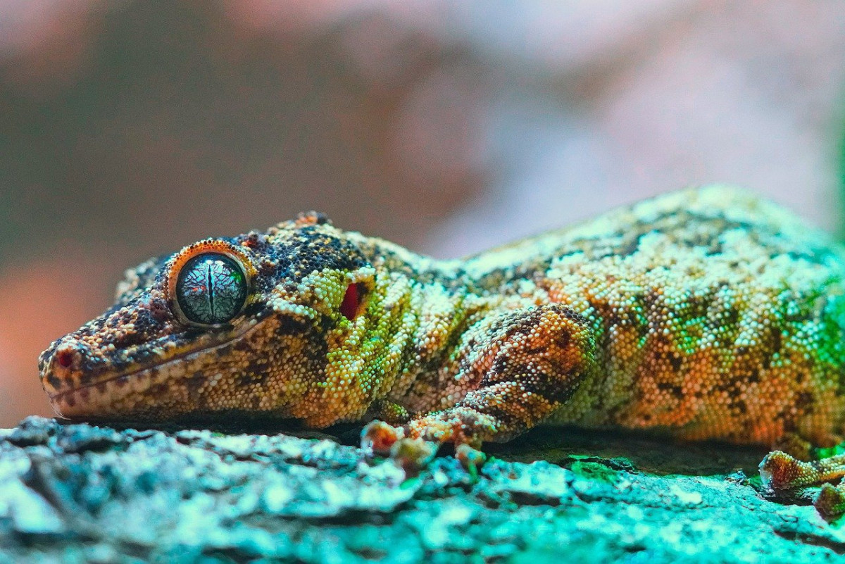 découvrez l'importance de la biodiversité pour notre planète. explorez les différentes espèces, les écosystèmes et les mesures de conservation nécessaires pour préserver notre richesse naturelle.