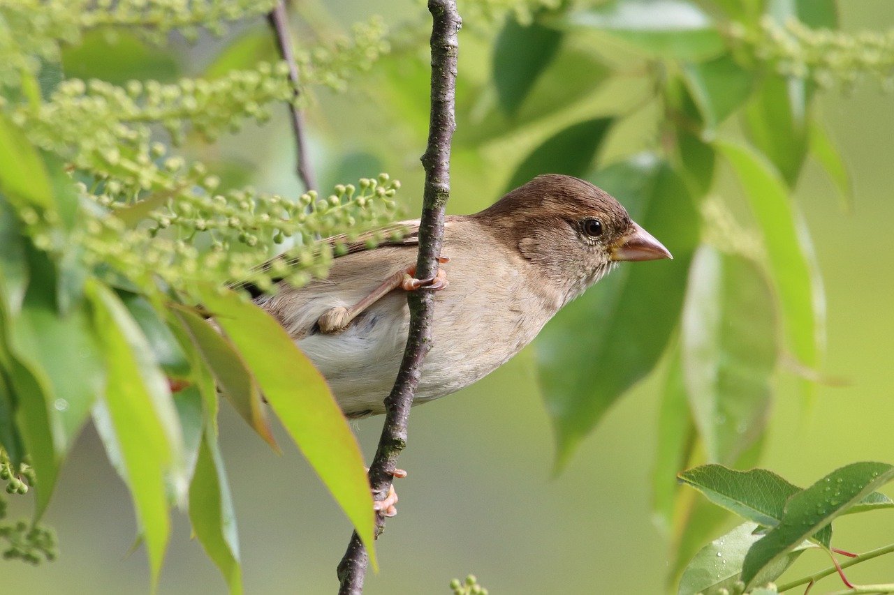 découvrez l'art du birdwatching : une activité fascinante qui vous permet d'observer et d'apprécier la diversité des oiseaux dans leur habitat naturel. parfait pour les passionnés de nature et les photographes en herbe, explorez les meilleures spots d'observation, apprenez des techniques d'identification et savourez des moments de tranquillité en pleine nature.