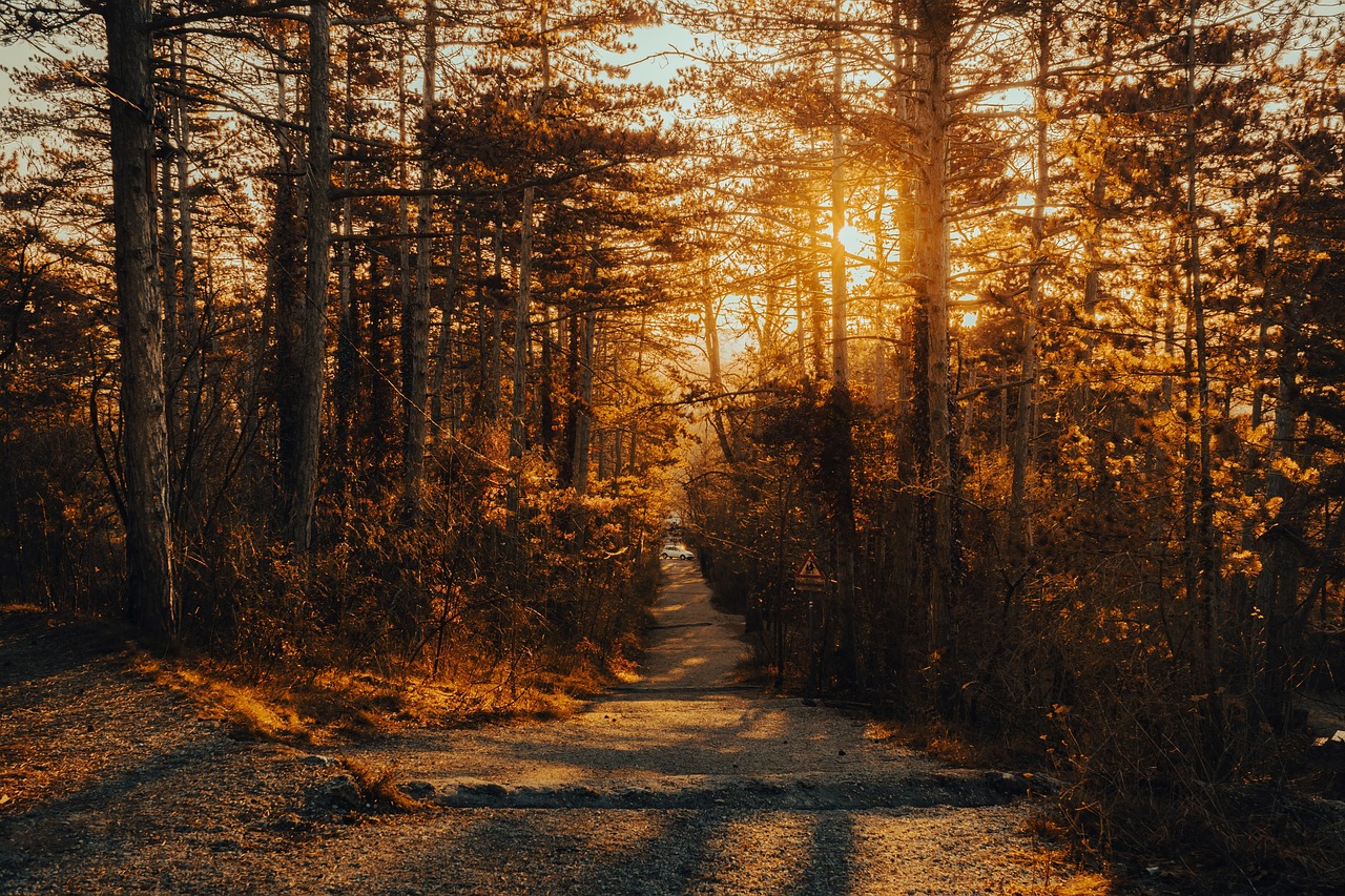 découvrez les merveilles de la randonnée à travers des sentiers pittoresques et des paysages à couper le souffle. que vous soyez débutant ou randonneur expérimenté, trouvez des conseils, des itinéraires et des astuces pour profiter pleinement de vos aventures en plein air.