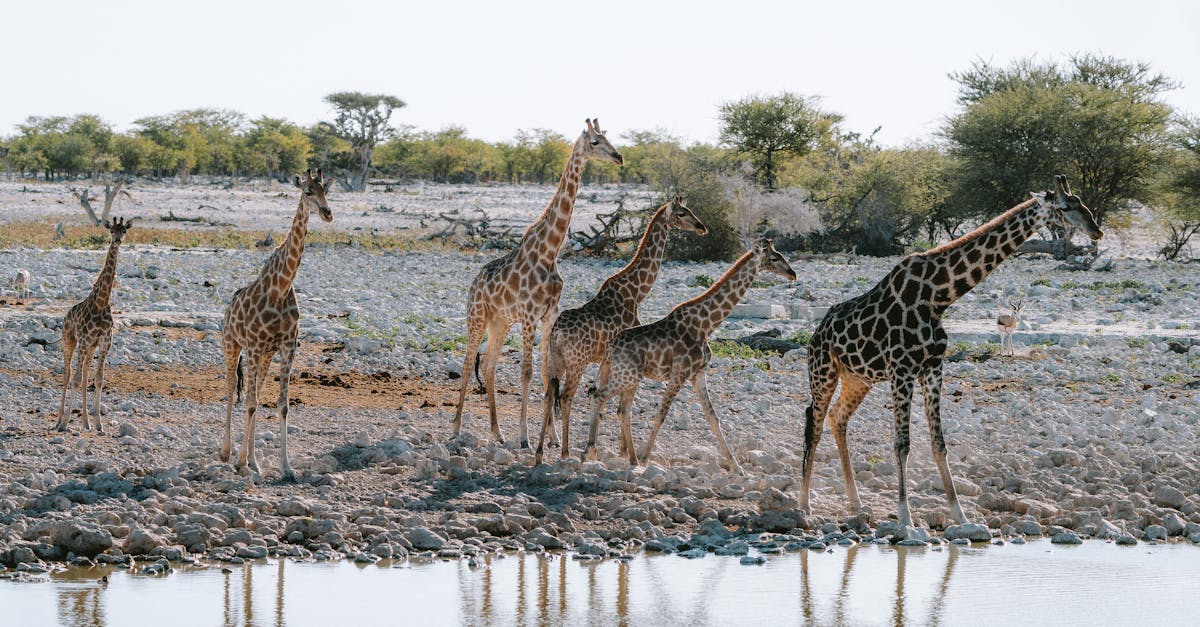 découvrez le tourisme durable, une approche respectueuse de l'environnement qui préserve la nature tout en offrant des expériences authentiques aux voyageurs. engagez-vous pour un avenir plus vert et explorez des destinations qui allient beauté naturelle et responsabilité écologique.