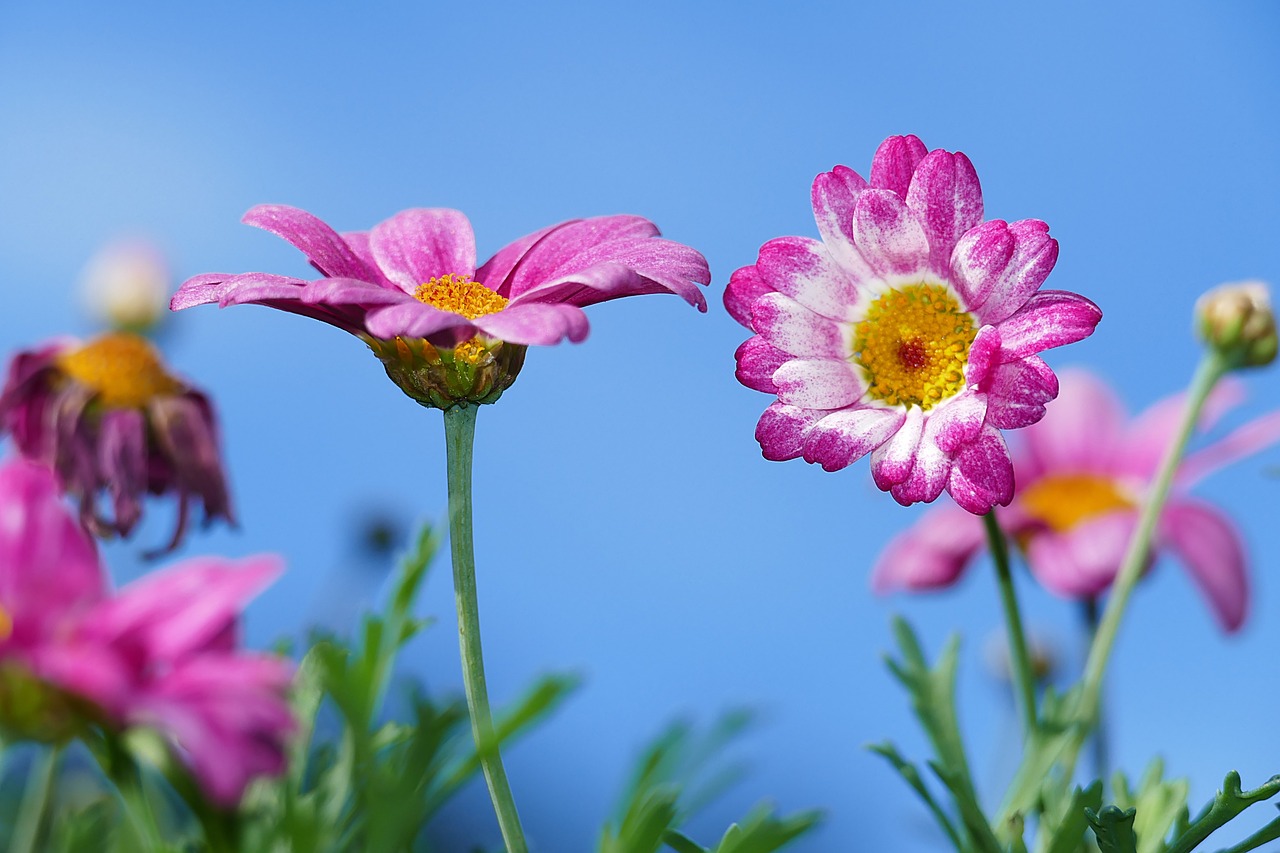 découvrez la beauté sauvage des fleurs sauvages, véritables joyaux de la nature. admirez leur diversité colorée et leur importance pour les écosystèmes. plongez dans l'univers enchanteur des floraisons naturelles.