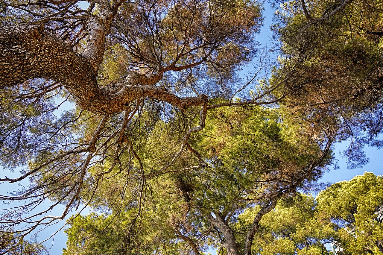 découvrez le tourisme durable : une approche respectueuse de l'environnement et des cultures locales. explorez des destinations qui préservent la biodiversité tout en offrant des expériences enrichissantes et responsables.