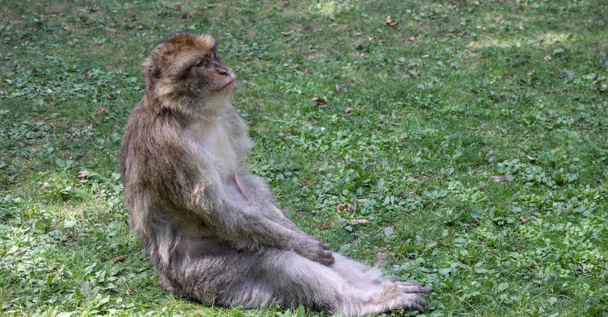 découvrez la beauté et la biodiversité uniques des réserves de biosphère, des zones protégées où la nature et les communautés humaines coexistent en harmonie. explorez les richesses écologiques et culturelles de ces lieux exceptionnels, préservant l'équilibre entre développement durable et protection de l'environnement.