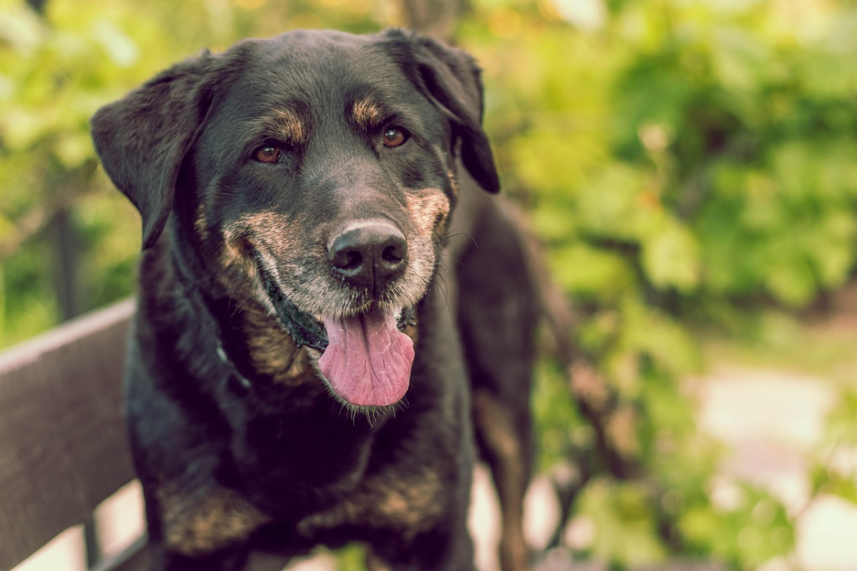 découvrez nos astuces et conseils pour voyager avec votre animal de compagnie. que vous cherchiez des hébergements, des destinations ou des activités adaptées aux animaux, retrouvez tout ce qu'il faut savoir pour des vacances inoubliables avec votre fidèle compagnon.
