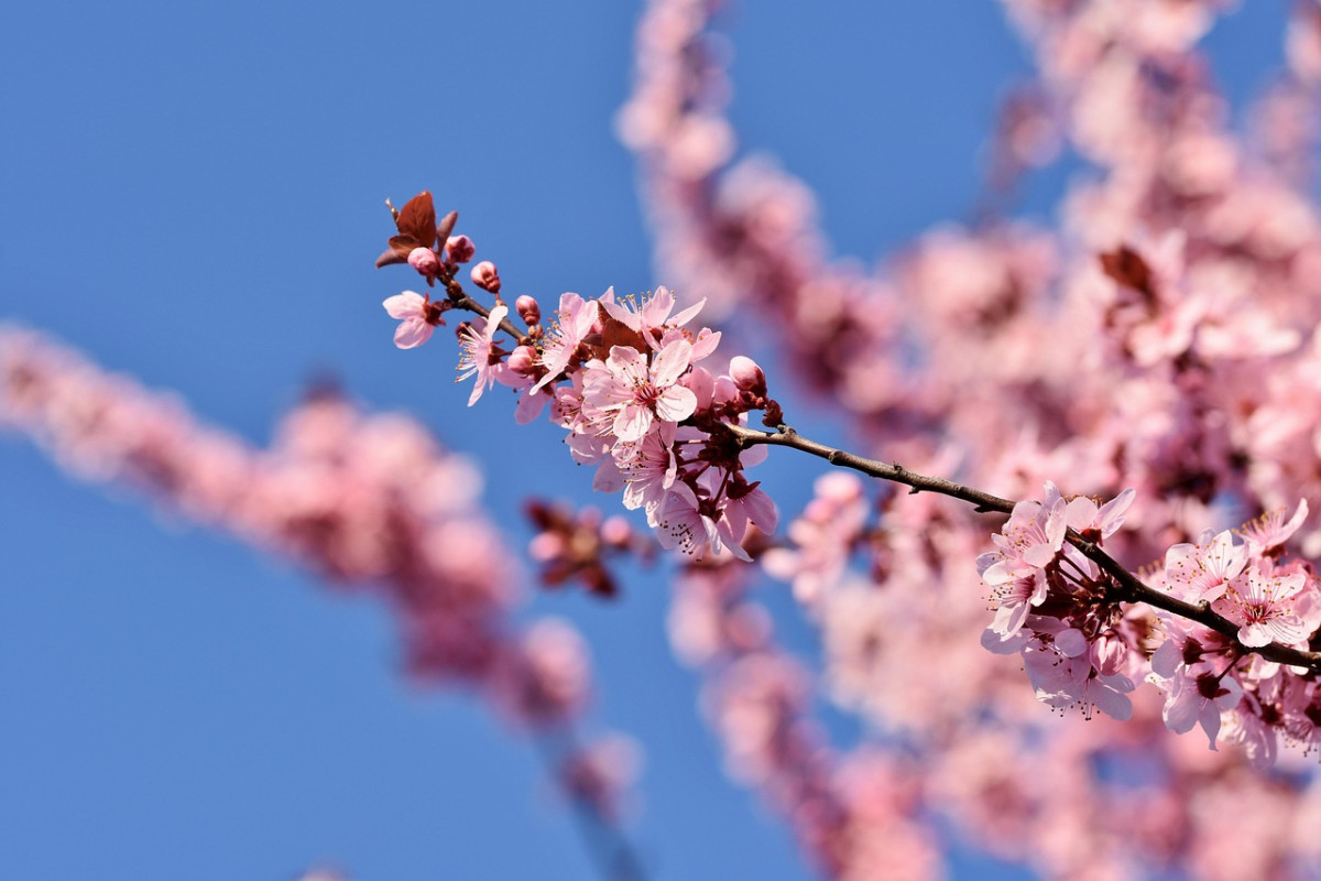 découvrez le printemps, une saison de renouveau et de beauté où la nature s'éveille, les fleurs éclosent et les journées s'allongent, offrant une atmosphère idéale pour profiter des activités en extérieur et célébrer le changement de saison.