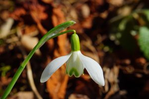 La beauté épanouie de la nature au printemps