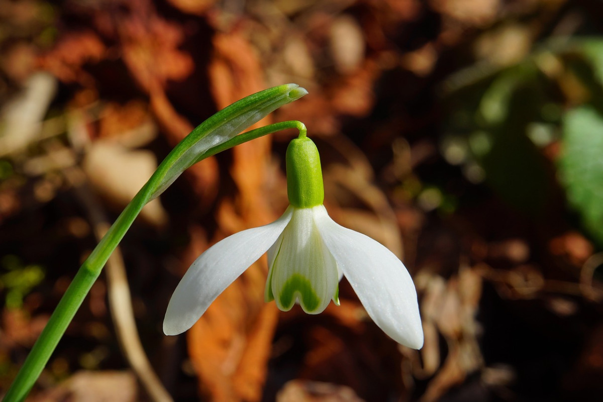 La beauté épanouie de la nature au printemps