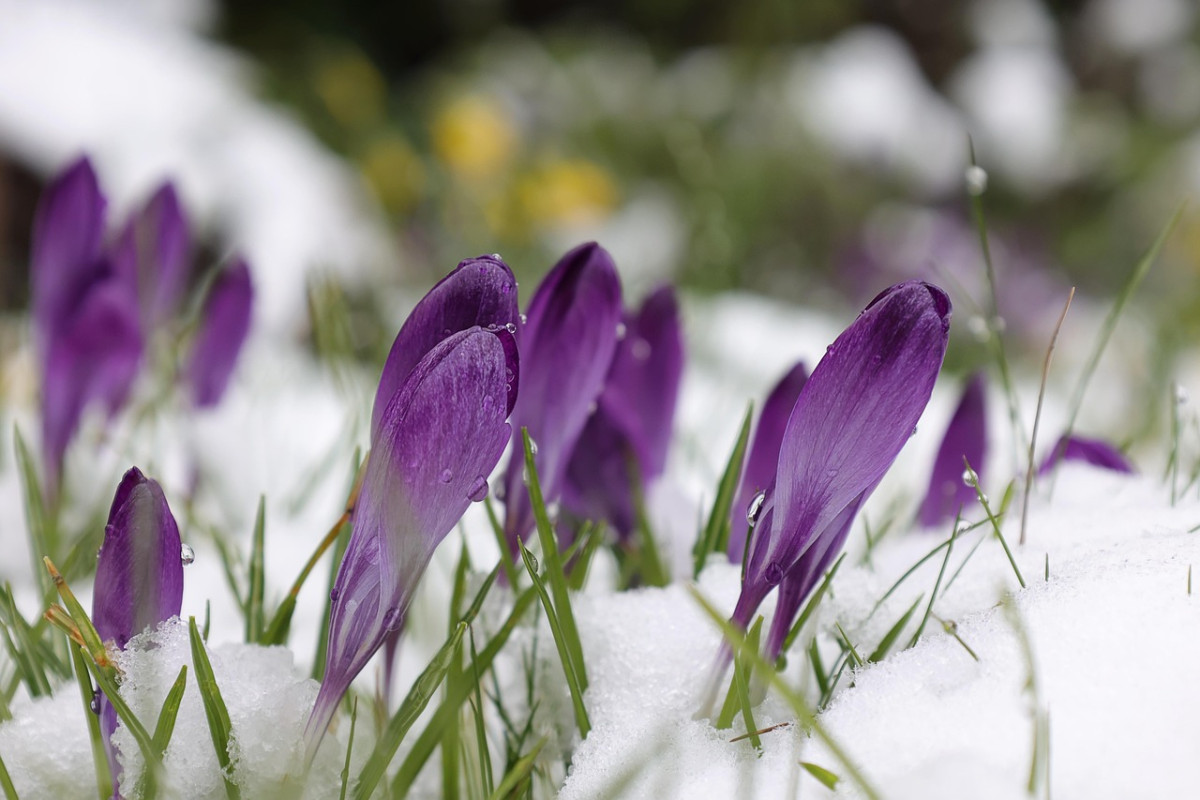 découvrez le printemps, une saison de renouveau et de floraison où la nature s'éveille et les jours s'allongent. profitez de conseils pour des activités en plein air, une jardinerie florissante et des inspirations pour célébrer cette période pétillante.
