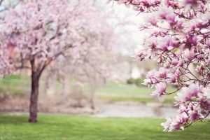 La beauté épanouie de la nature au printemps