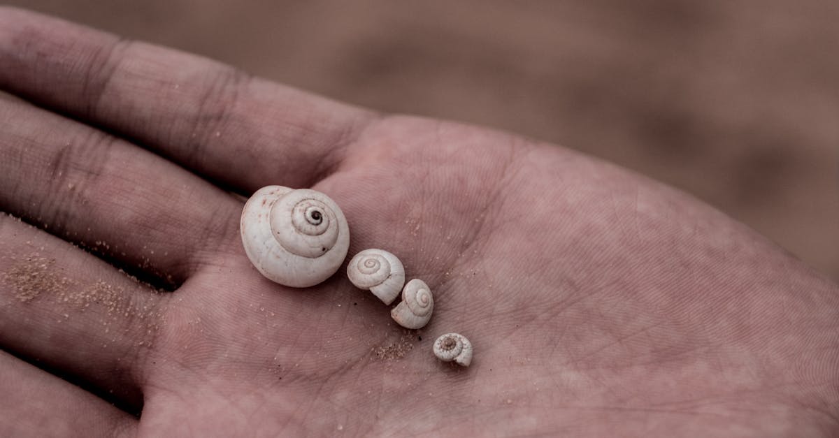 découvrez l'art de la collecte, une passion qui mêle expertise et curiosité. que vous soyez amateur de timbres, de pièces de monnaie ou d'objets rares, plongez dans l'univers fascinant des collections et apprenez à valoriser vos trouvailles.
