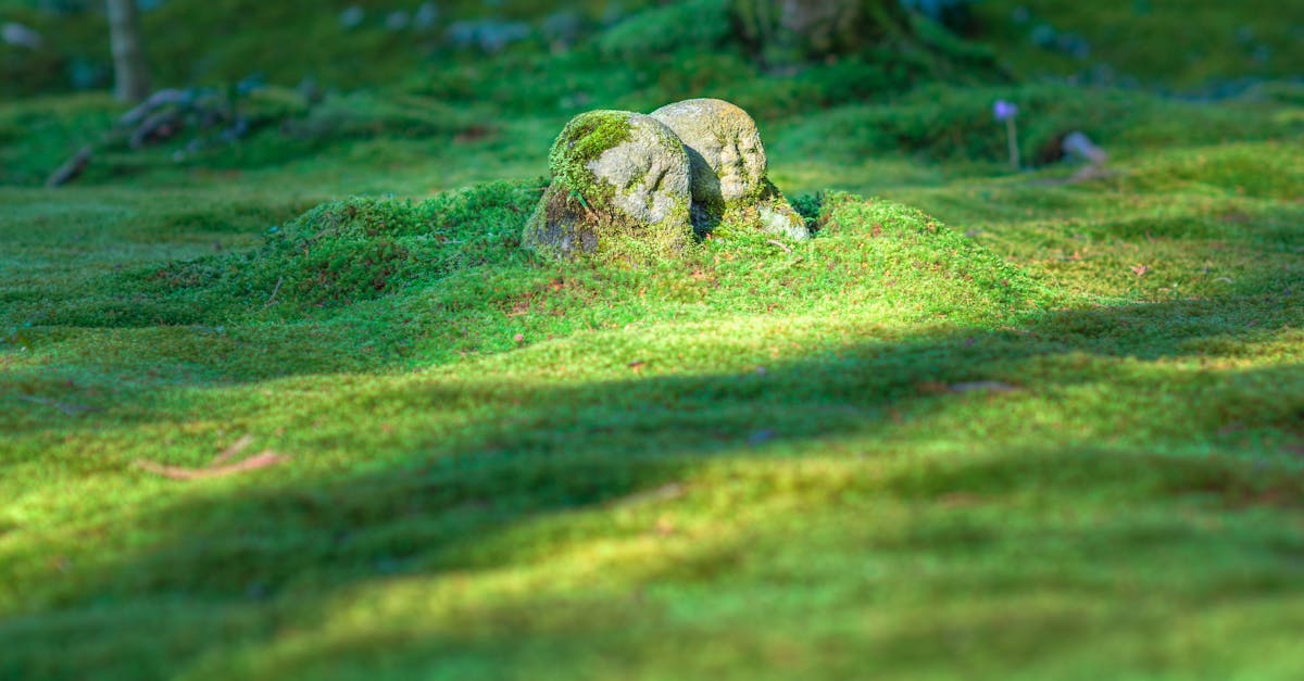 découvrez l'importance de l'héritage, un patrimoine culturel et familial qui façonne nos identités et transmet nos valeurs d'une génération à l'autre. explorez les différentes facettes de l'héritage à travers l'histoire, l'art, et les traditions.
