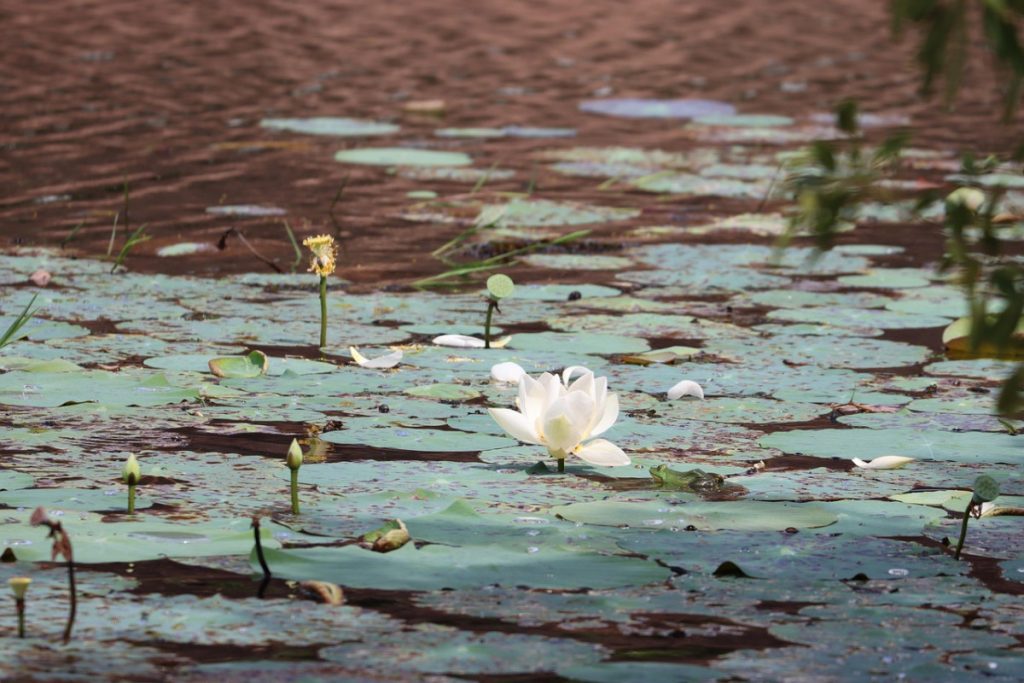 Aventures inoubliables : un voyage de 15 jours à travers le Sri Lanka