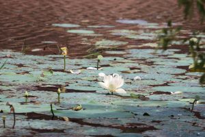 Aventures inoubliables : un voyage de 15 jours à travers le Sri Lanka
