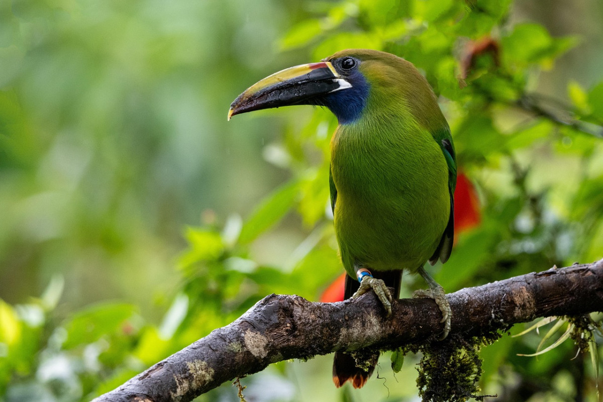 découvrez le costa rica, un paradis tropical où la biodiversité foisonne. explorez ses plages idylliques, ses volcans majestueux et ses forêts luxuriantes. plongez dans une aventure inoubliable entre nature préservée et culture riche.