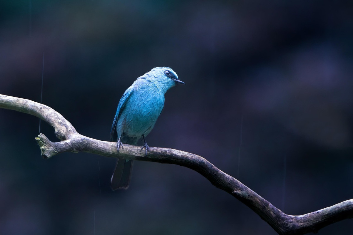 découvrez la beauté et la diversité de la faune sauvage à travers des informations, des conseils et des images fascinantes sur les animaux et leur habitat naturel.