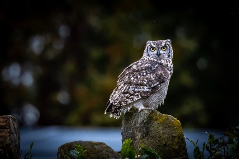 L’impact du tourisme et des activités de plein air sur notre relation avec la faune sauvage
