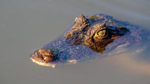 Prêt pour le Costa Rica ? Découvrez nos astuces pour une aventure mémorable !