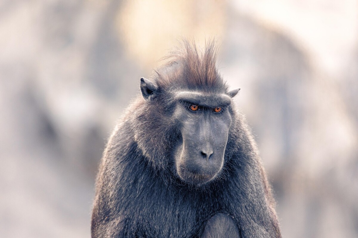 découvrez tout sur les macaques japonais, ces singes fascinants du japon connus pour leur intelligence, leur vie sociale complexe et leurs bains chauds légendaires dans les sources thermales naturelles.