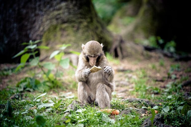 Les intrigantes traditions des macaques japonais : une plongée dans leurs cultures