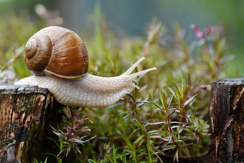 Des guides innovants pour démocratiser le slow travel pour tous