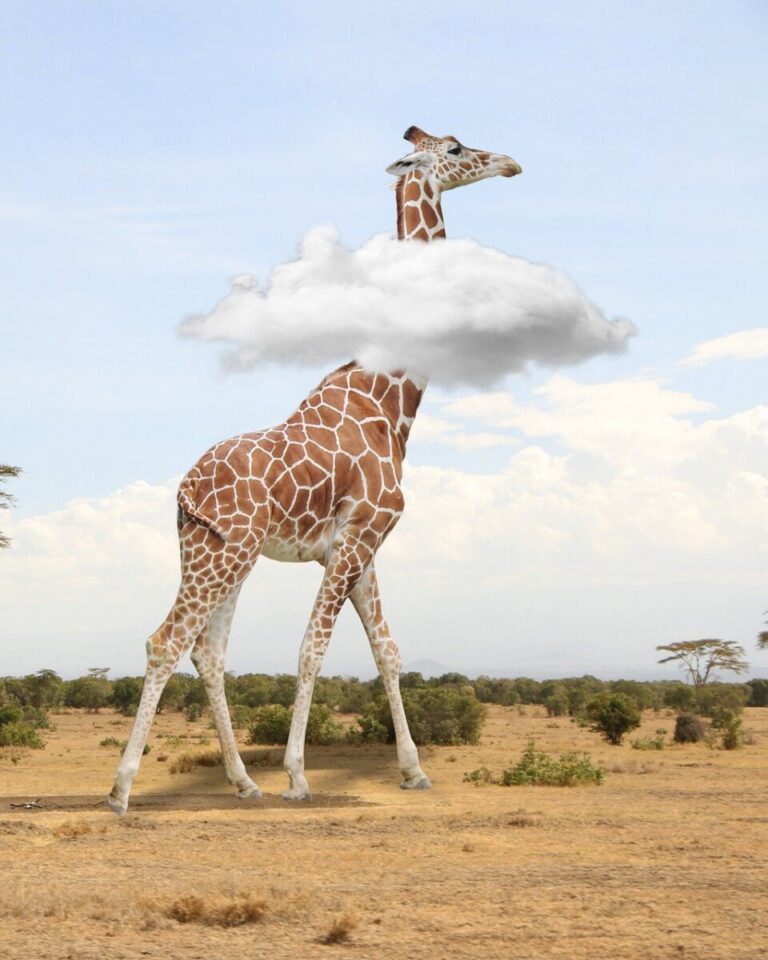 Wa Africa : une nouvelle manière de découvrir et de partager l’Afrique