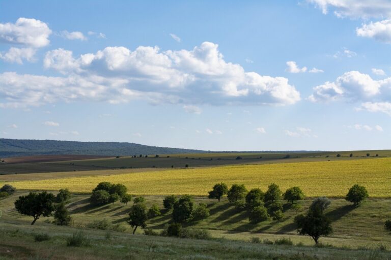 Découvrez Dobrogea : un court métrage primé à Barcelone qui met en lumière la gastronomie mondiale