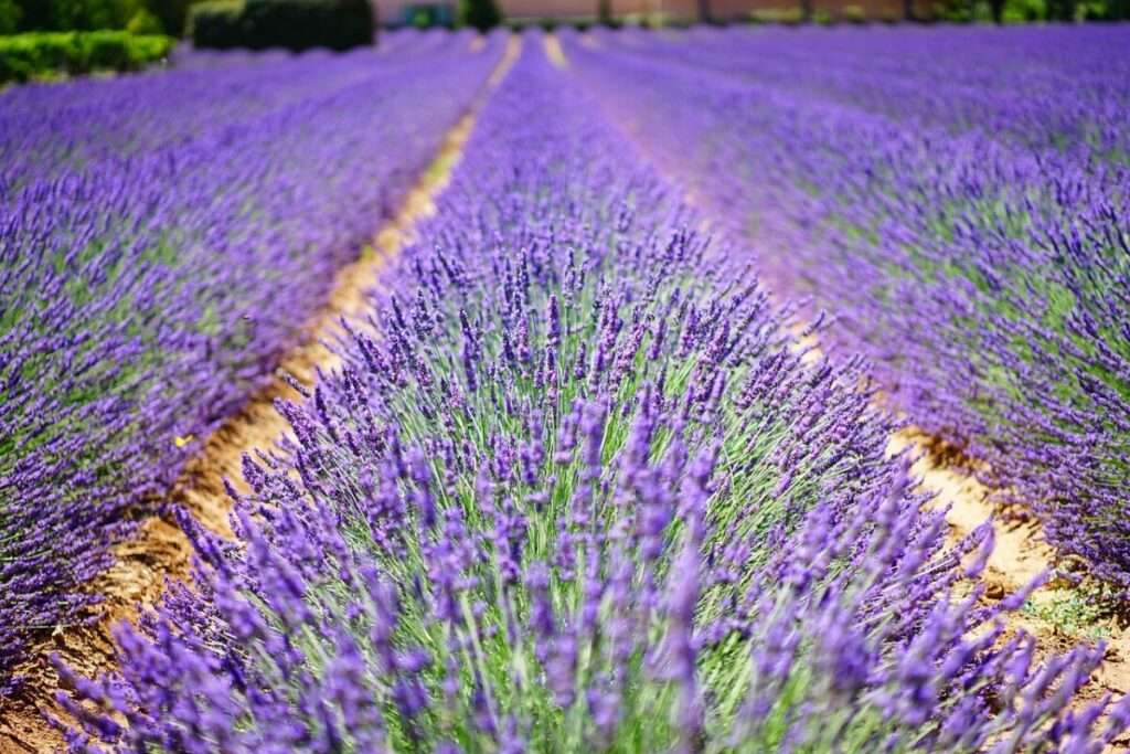 Saint-Parthem : Entre héritage culturel, délices culinaires et vues imprenables, vivez une expérience inoubliable au cœur de la Provence