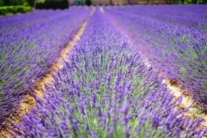 Saint-Parthem : Entre héritage culturel, délices culinaires et vues imprenables, vivez une expérience inoubliable au cœur de la Provence