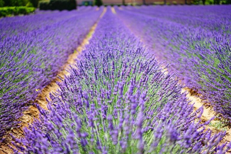 Saint-Parthem : Entre héritage culturel, délices culinaires et vues imprenables, vivez une expérience inoubliable au cœur de la Provence