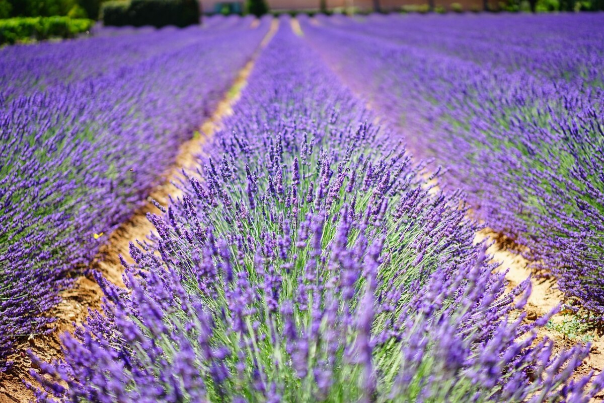 Saint-Parthem : Entre héritage culturel, délices culinaires et vues imprenables, vivez une expérience inoubliable au cœur de la Provence