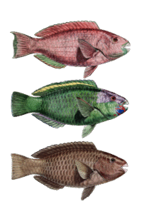 Patrimoine naturel : Comprendre l&rsquo;importance et la protection de nos tr&eacute;sors &eacute;cologiques