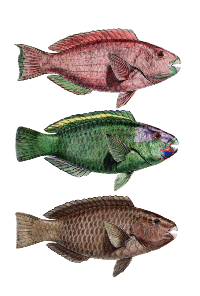 Patrimoine naturel : Comprendre l&rsquo;importance et la protection de nos tr&eacute;sors &eacute;cologiques