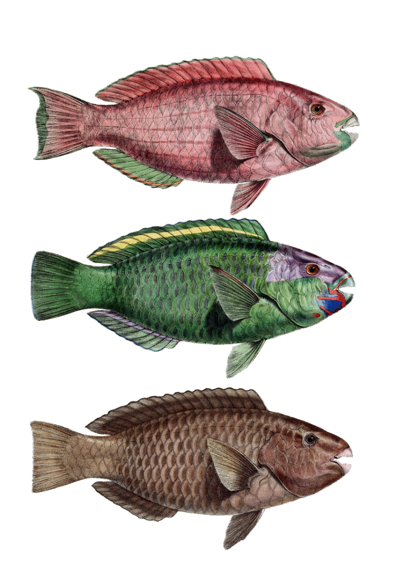 d&eacute;couvrez le patrimoine naturel, un tr&eacute;sor de biodiversit&eacute; et de paysages pr&eacute;serv&eacute;s qui raconte l'histoire de notre plan&egrave;te.