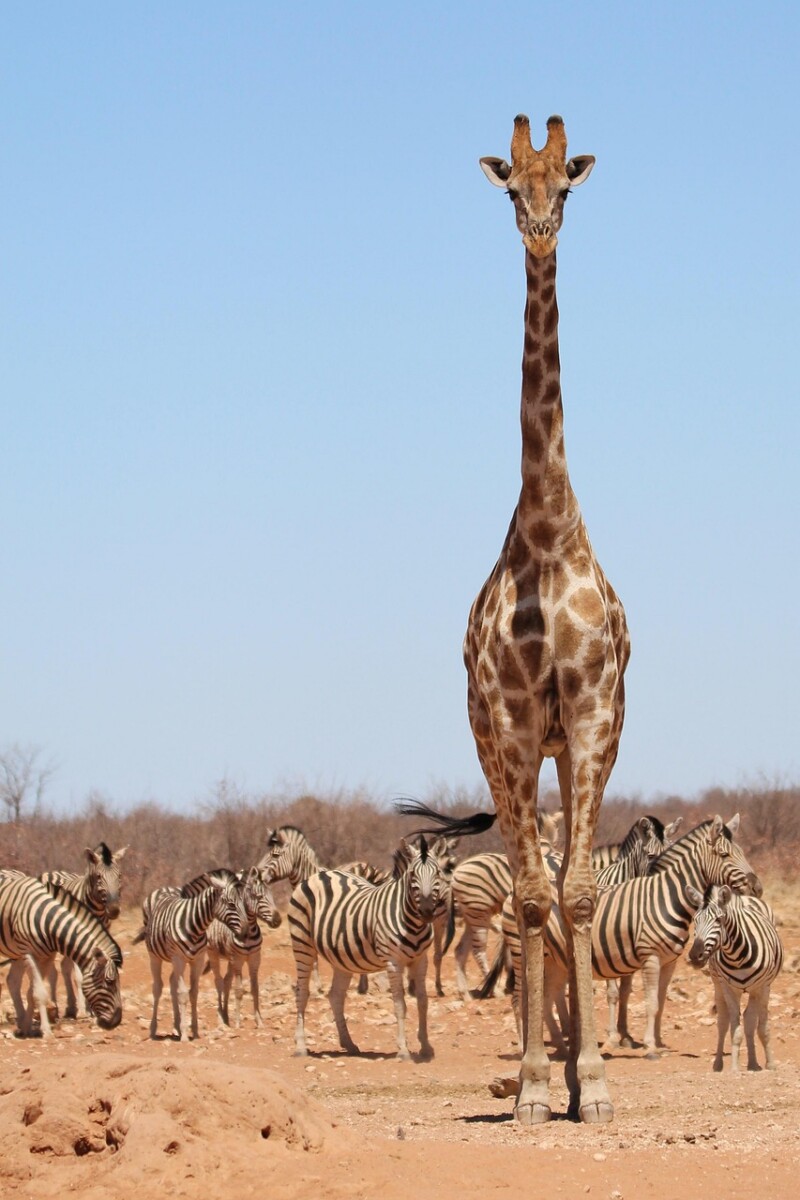 d&eacute;couvrez l'afrique, un continent riche en diversit&eacute; culturelle, paysages magnifiques et histoire fascinante. explorez ses traditions, sa faune unique et ses opportunit&eacute;s &eacute;conomiques.
