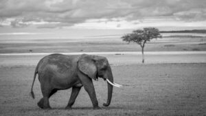 Maurice Freund : Un amour profond pour l&rsquo;Afrique